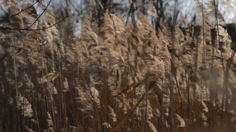 Dry branches of pampas grass move in the wind Stock Footage 299710876