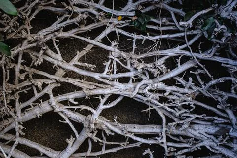 Dry branches in pattern Stock Photos
