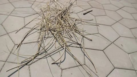Dry branches on the pavement Video stock 179137395