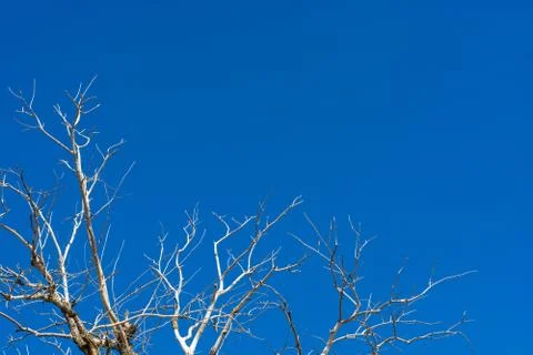 Dry branches. Stock Photos