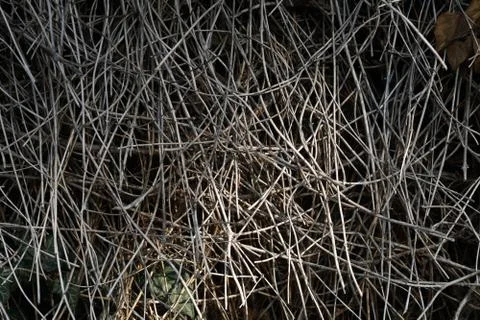 Dry branches Stock-Fotos