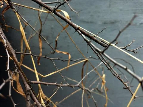 Dry branches Stock Photos