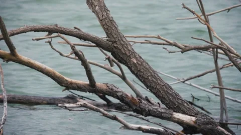 Dry Branches in the Pond Stock-Footage 238396246