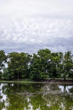 Dry Branches In The Pond Stock Photos