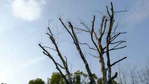 Dry branches re-germinated in spring Stock Footage 95875019