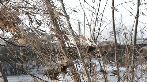 Dry branches with the remnants of foliage shakes in the wind Stock Footage 69833489