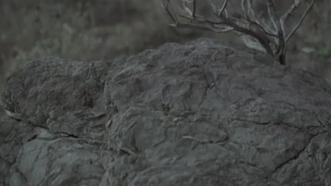 Dry Branches on Rocky Terrain Stock Footage 285058694