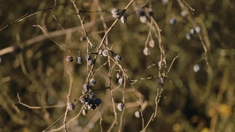 Dry branches with shriveled berries swaying gently in the sunlight 库存影片 296700640