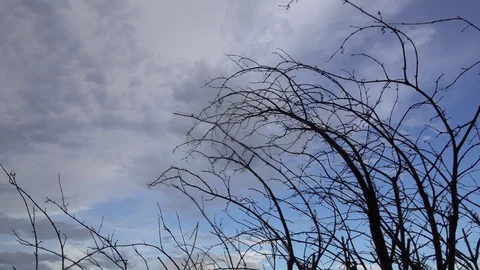 Dry branches on sky background Video stock 89683314