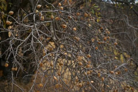 Dry branches of spindle tree with seeds in autumn time. Stock Photos
