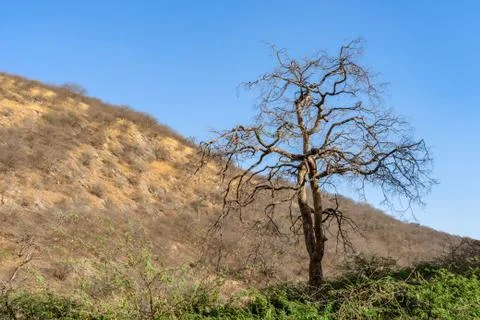 Dry branches of stand alone tree without any leafs on blue sky. from the sun  Stock Photos
