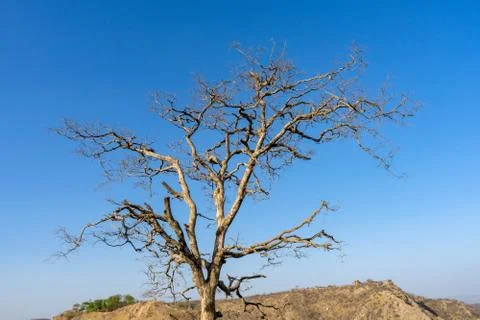 Dry branches of stand alone tree without any leafs on blue sky. from the sun  Stock Photos