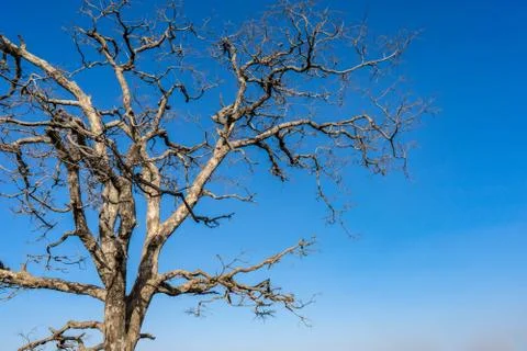 Dry branches of stand alone tree without any leafs on blue sky. from the sun  Stock Photos