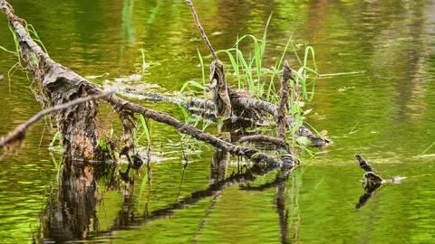 Dry branches stick out of water fast rivers in summer. Stock Footage 210479111
