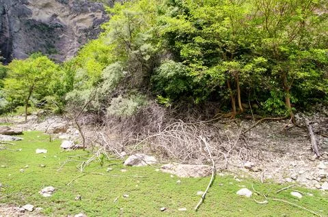 Dry branches in a stream bed under trees. Stock Photos