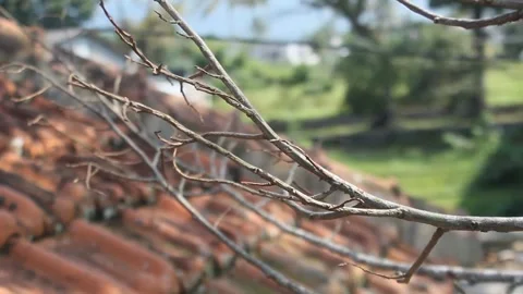 Dry branches swaying in the wind Stock Footage 311837772