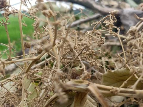 Dry branches from a teak tree after the tree was cut down Stock Photos