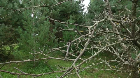 Dry branches of the tree are covered with moss. Stock Footage 100239364