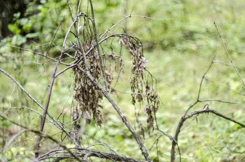 Dry branches of a tree in the forest on a summer day Stock Photos