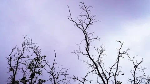 Dry branches of a tree by named peepal or Ficus religiosa. Stock Footage 284441222