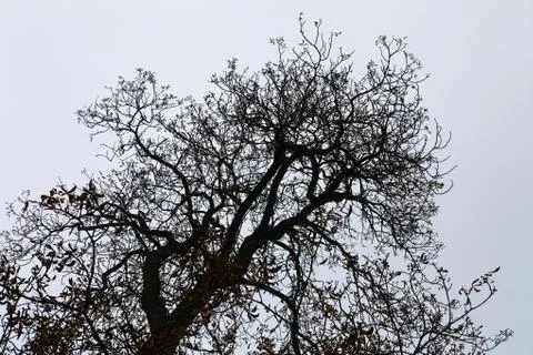 Dry branches of tree Foto stock