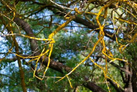 Dry branches of a tree 写真素材