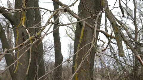 Dry branches of a tree sway in a light wind on a cloudy day. Stock Footage 184611302