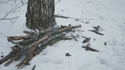 Dry branches from a tree in the winter forest Stock Footage 101320592