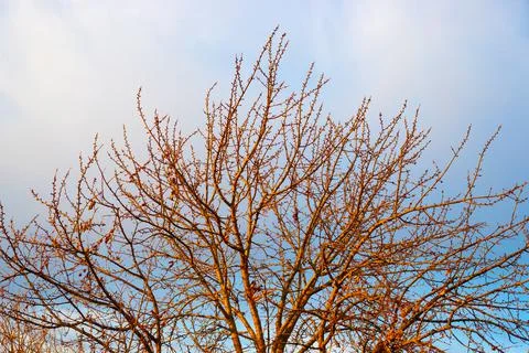 Dry branches of a tree without leaves in autumn against the backdrop of a cloudy Фото