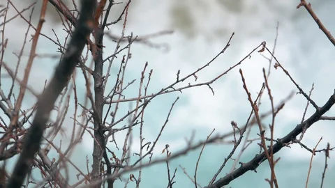 Dry branches of trees against the backdrop of a bubbling mountain river Stock-Footage 105650444