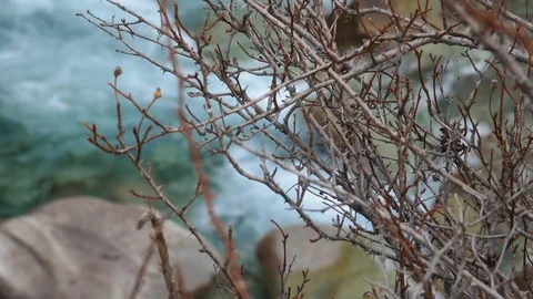 Dry branches of trees against the background of a flowing mountain stream 스톡 동영상 105651236