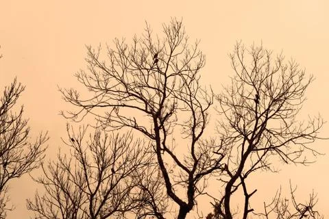 Dry branches of trees against a background of pink sky Stock Photos