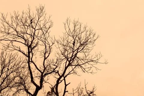 Dry branches of trees against a background of pink sky Stock Photos