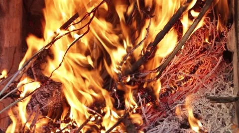 Dry branches of trees burning, high heat with red flames. Fire is seen almost Stock Footage 59750526