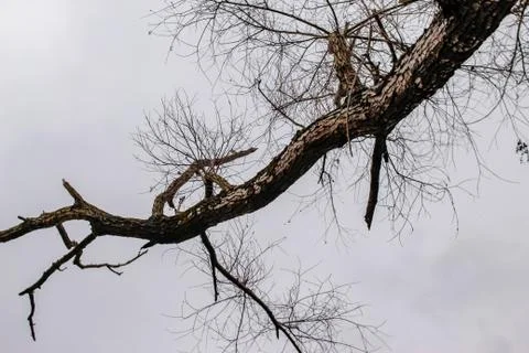 Dry branches of trees without leaves Stock Photos