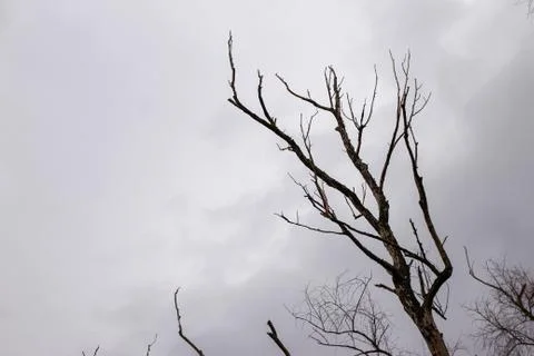 Dry branches of trees without leaves Stock Photos