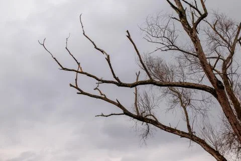 Dry branches of trees without leaves Stock Photos