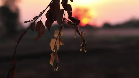 The dry branches were dimly lit at dusk with a blurred background. Stock Footage 169797159