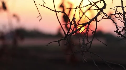 The dry branches were dimly lit at dusk with a blurred background. Stock Footage 169797168