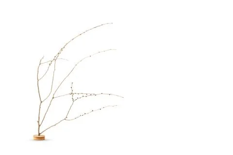 Dry branches on a white background with copy space Foto stock