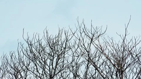 Dry branches in winter 10bit 4k 60fps Stock Footage 269717156