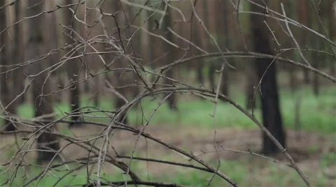 Dry branches without leaves Stock Footage 63559332
