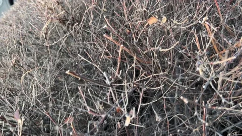 Dry branches without leaves of the plant Stock-Footage 232048645
