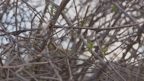 Dry branches, young buds, spring Stock Footage 152528334