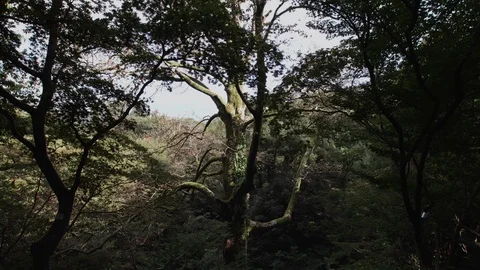A dry branchy tree grows down a hill in rainforest Stock Footage 96425663