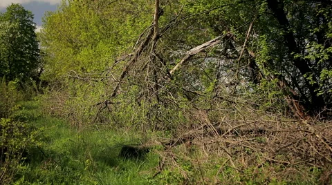 Dry break off a branch Stock Footage 50491977