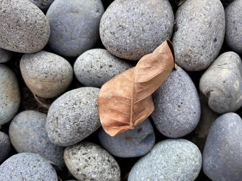 Dry brittle brown leaf falling on grey pebbles Foto stock