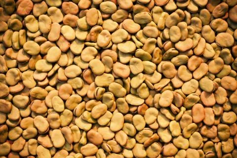 Dry broad beans background Stock Photos