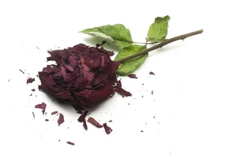 Dry broken rose Stock Photos