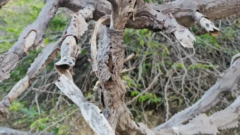 Dry Broken Tree Branches with Weathered Texture Stock Footage 327982312
